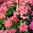 Петуния крупноцветковая Танго Лососевая