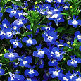 Лобелия прямостоячая Ривьера Блю Айс