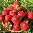Земляника садовая Мизе Шиндлер