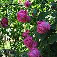 Роза плетистая Клайминг Баллет