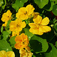 Настурция большая Золотой блик