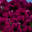 Петуния грандифлора Аладдин Бургунди