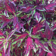 Колеус FlameThrower Chili Pepper