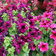 Петуния бахромчатая Афродита пурпурная
