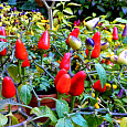 Перец декоративный Красная ракета