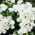 Флокс друммонда Промис белый