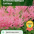 Астильба Арендса Cattleya Астильба Арендса Cattleya