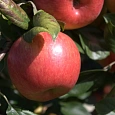 Яблоня Хоней Крисп