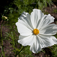 Космея Соната Вайт