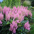 Астильба китайская Little Vision in Pink Астильба китайская Little Vision in Pink