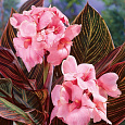 Канна коричневолистная Пинк Фьютюрити