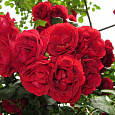 Роза плетистая Симпати