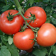 Томат Раздолье F1