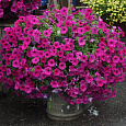 Петуния ампельная F1 Тайдал Вейв Парпл