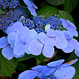Гортензия крупнолистовая Блю Вейв Гортензия крупнолистовая Блю Вейв