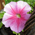 Петуния грандифлора призм Розовые Жилки