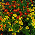 Бархатцы Тонколистные Смесь окрасок