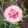 Гвоздика перистая Doris
