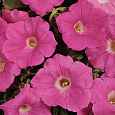 Петуния ампельная F1 Изи Вейв	Пинк