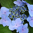 Гортензия крупнолистовая Блю Вейв Гортензия крупнолистовая Блю Вейв