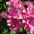 Гортензия крупнолистовая Романс Пинк