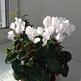Цикламен персидский Концерто Вайт