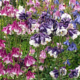 Аквилегия (Водосбор) Winky Double Mix Аквилегия (Водосбор) Winky Double Mix