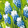 Мускари Mount hood