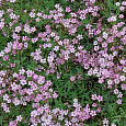 Гипсофила (Качим) ползучая Rosea