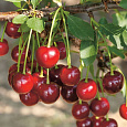 Вишня степная Изобильная