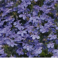 Лобелия Голубой бриз