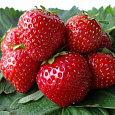 Земляника садовая Сальса