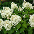 Гортензия метельчатая Грандифлора Гортензия метельчатая Грандифлора