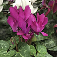 Цикламен персидский Концерто Роуз