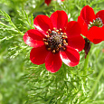 Адонис летний Красный