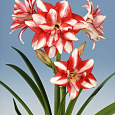 Амариллис гибридный Exotic Peacock