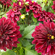 Георгина декоративная Дарк Фэшн