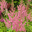 Астильба китайская Вижнс ин Пинк Астильба китайская Вижнс ин Пинк