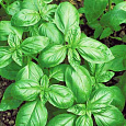 Базилик зеленый Гвоздичный Базилик зеленый Гвоздичный