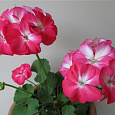 Пеларгония зональная Апаче Роуз Биколор