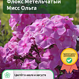 Флокс Метельчатый Мисс Ольга Флокс Метельчатый Мисс Ольга