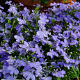 Лобелия прямостоячая Ривьера Скай Блю