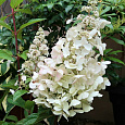 Гортензия метельчатая Кэндэлайт Гортензия метельчатая Кэндэлайт
