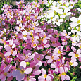Арабис альпийский Смесь окрасок