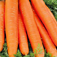Морковь  Длинная красная без сердцевины