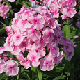 Флокс метельчатый Милый друг Флокс метельчатый Милый друг