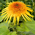 Подсолнечник однолетний Сириус