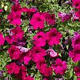 Петуния каскадная Пикобелла Каскад Парпл