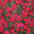 Гвоздика травянка Флэшинг Лайт