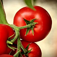 Томат Рафинад F1